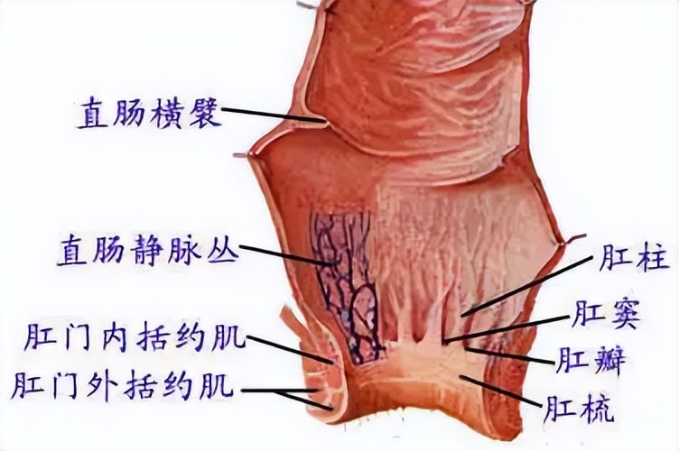 得了痔疮什么中药不能用,得了痔疮到底割还是不割