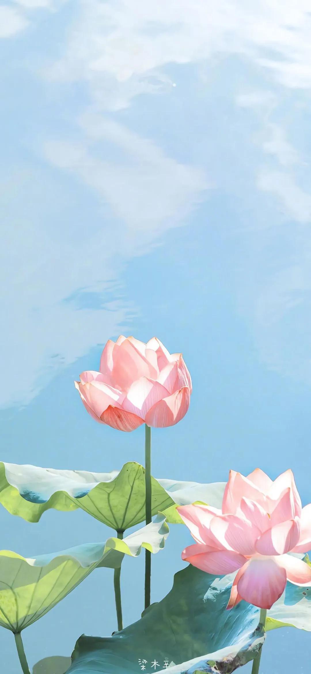 春树的人生格言书籍,人生书籍里的经典语录大全