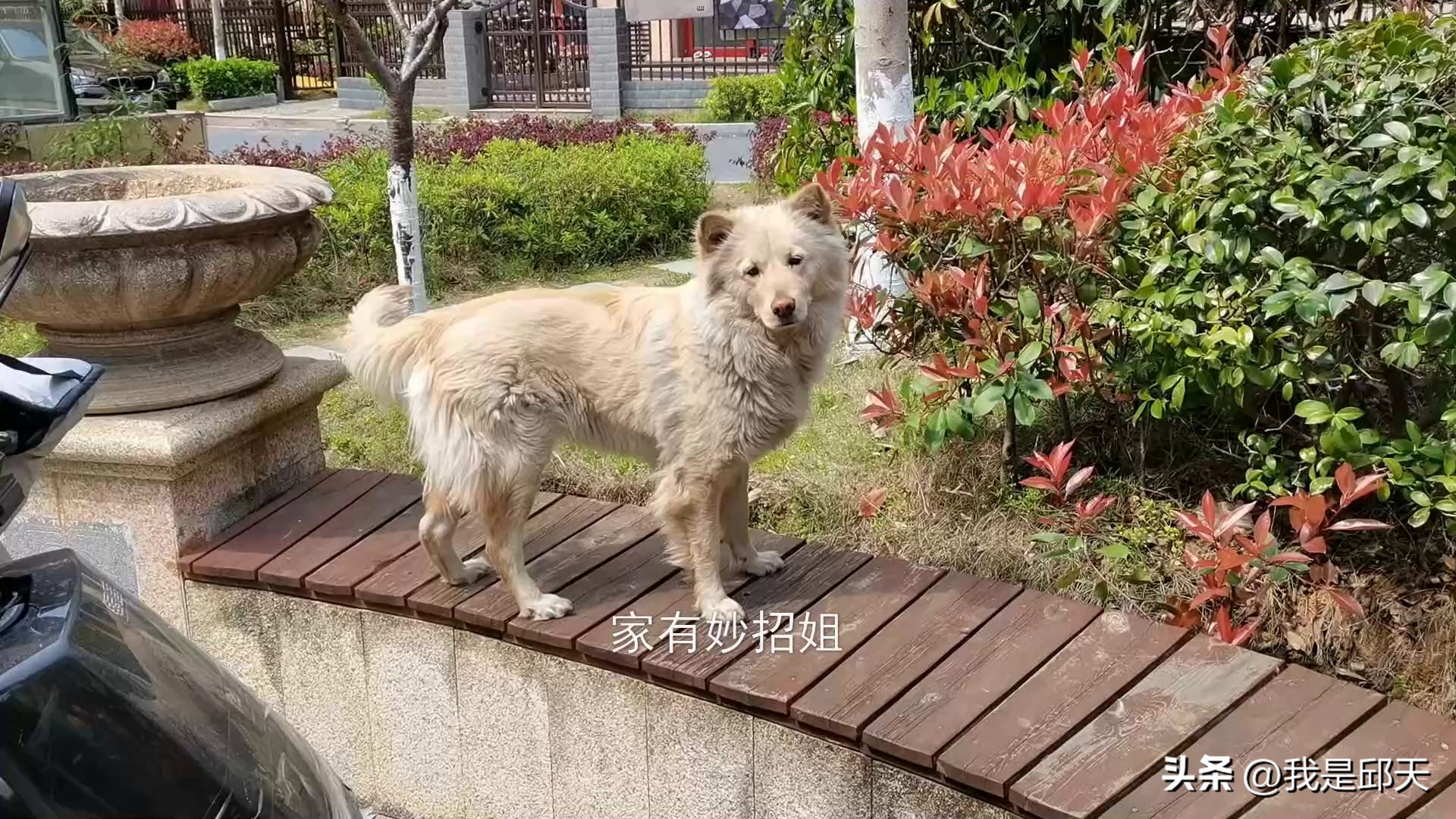 被狗咬怎么才能不让它咬,被狗追咬自救的方法