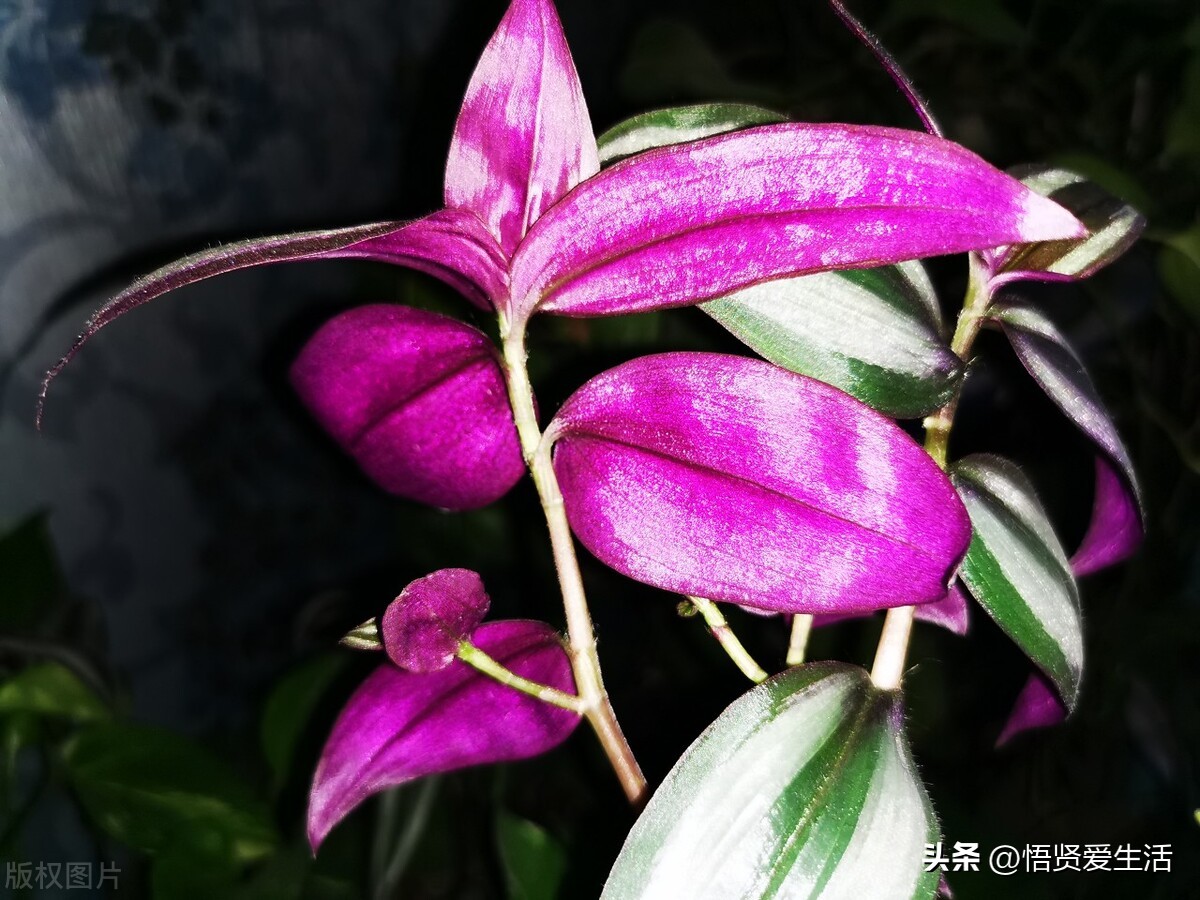 装修房子吸甲醛最好的是什么植物,新房入住有什么植物适合吸甲醛