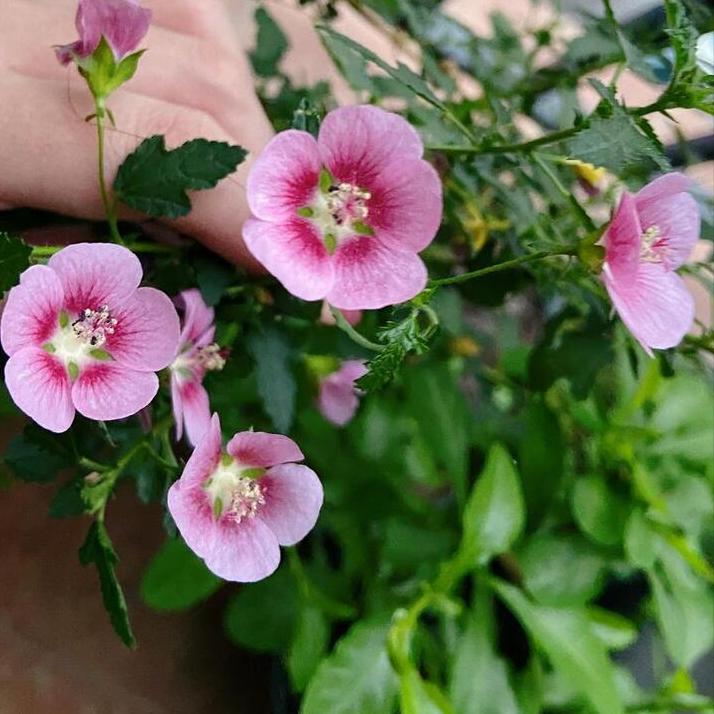 盆栽小木槿开花后修剪,小木槿花花开后的养殖方法