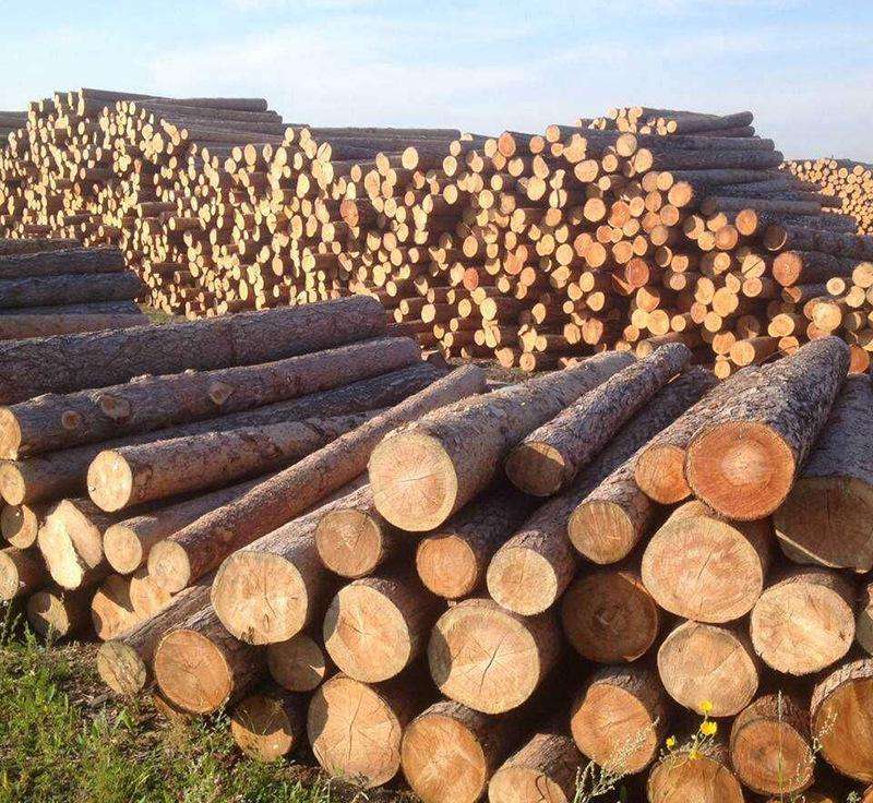 2022年木材市场行情,2023年国内木材行业预测