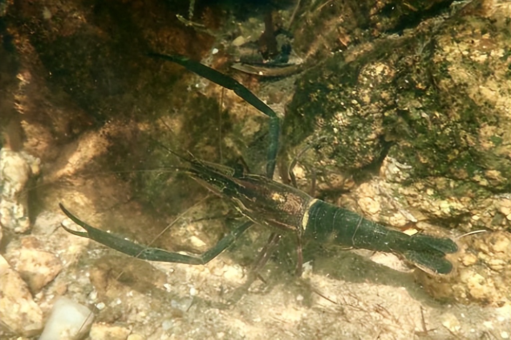 坪山金龟生态艺术小镇,坪山全域自然博物步道