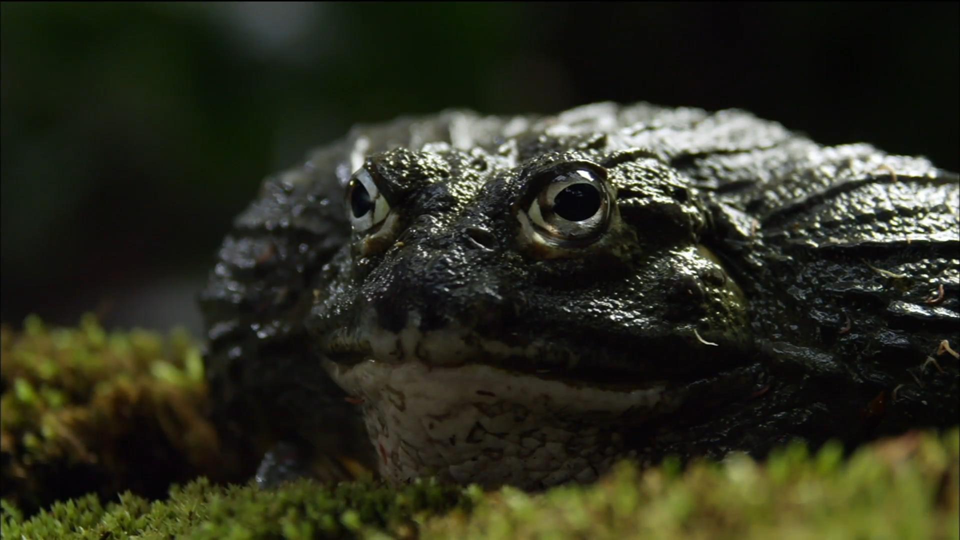 甲鱼冻成冰还能复活吗,甲鱼被冷冻后复活