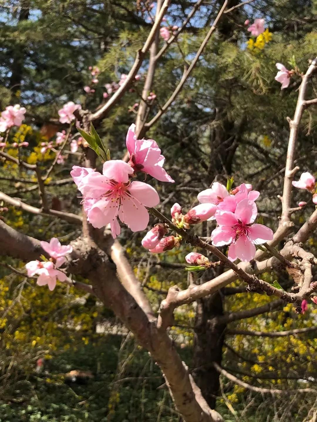 红叶诗五言全文,红叶的诗句古诗大全