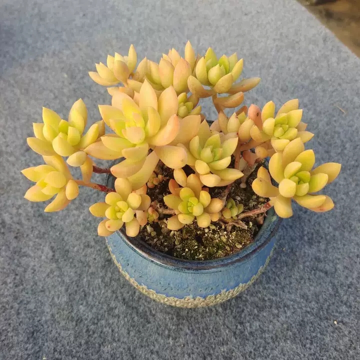 爱徒长的黄丽别嫌弃，3月控一控，养成漂亮“宝石花”