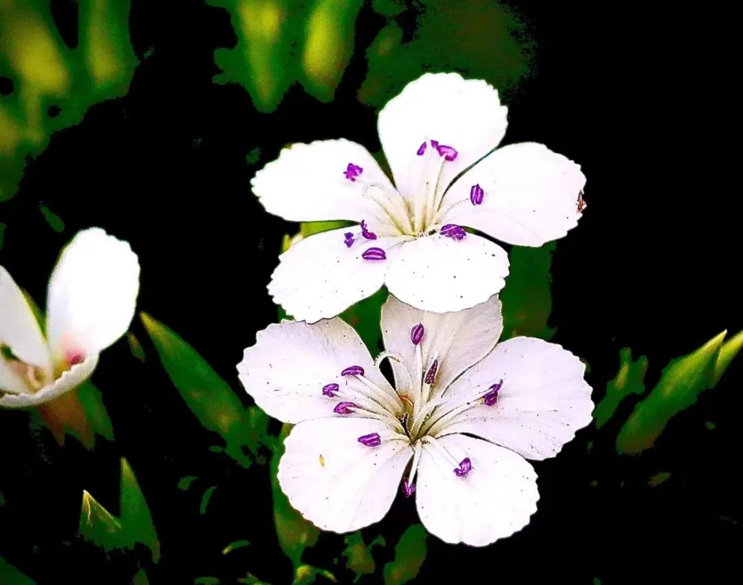 蝴蝶兰适合什么情况送,蝴蝶兰送礼一对还是一盆