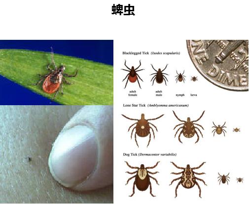 体外诊断：QuideL快臻公司，莱姆病体外诊断