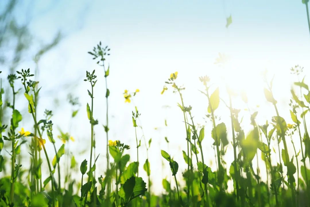 描写夏日荷花的经典诗词,夏日荷花诗句经典