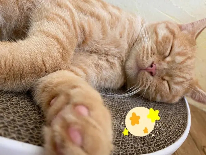 外出一周家里的猫怎么办,出门了家里的猫咪怎么办