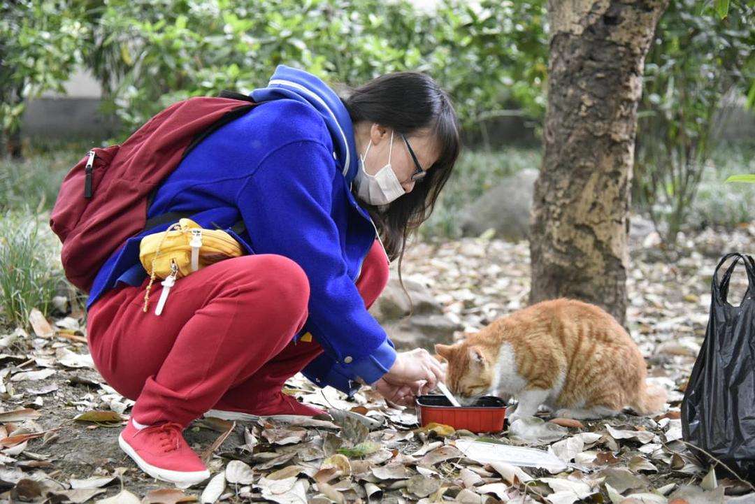 为什么不建议养自来猫,为什么老人家常说养猫别养自来猫