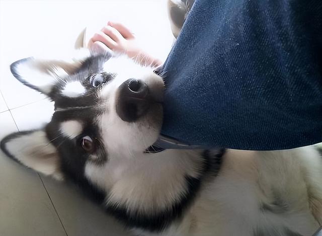 怎么训练狗狗不轻咬主人,狗狗含着主人的手轻咬