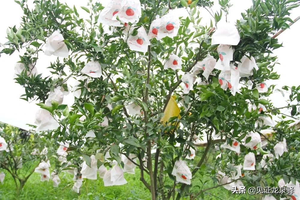 龙泉附近的农庄,龙泉生态农庄