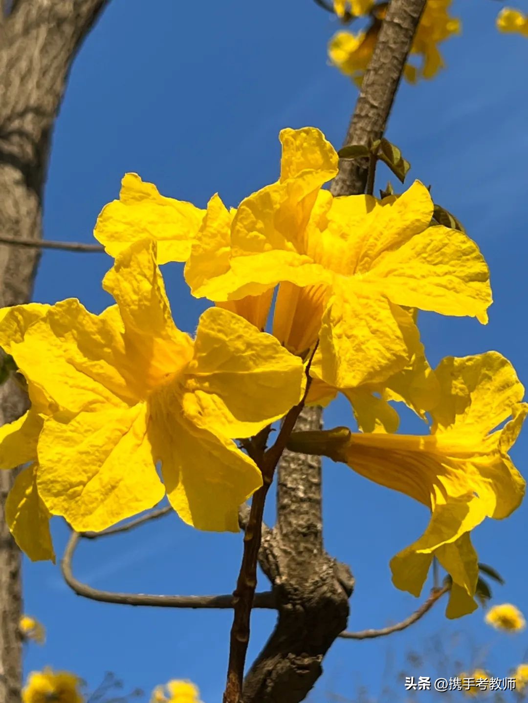 黄花风铃木品种介绍,黄花风铃木生长缓慢