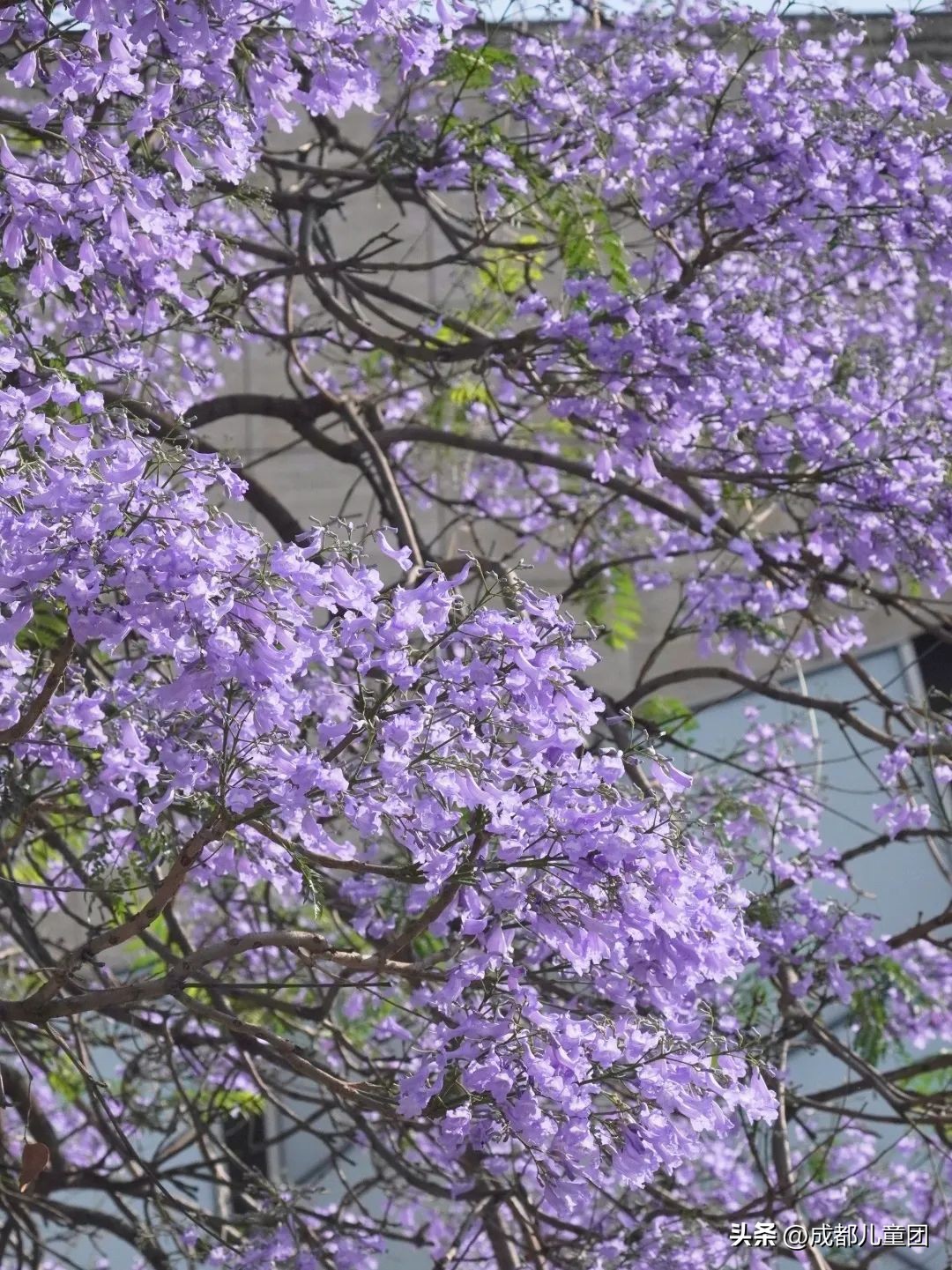 成都武晋路蓝花楹,昆明街头蓝花楹绽放成梦幻花海
