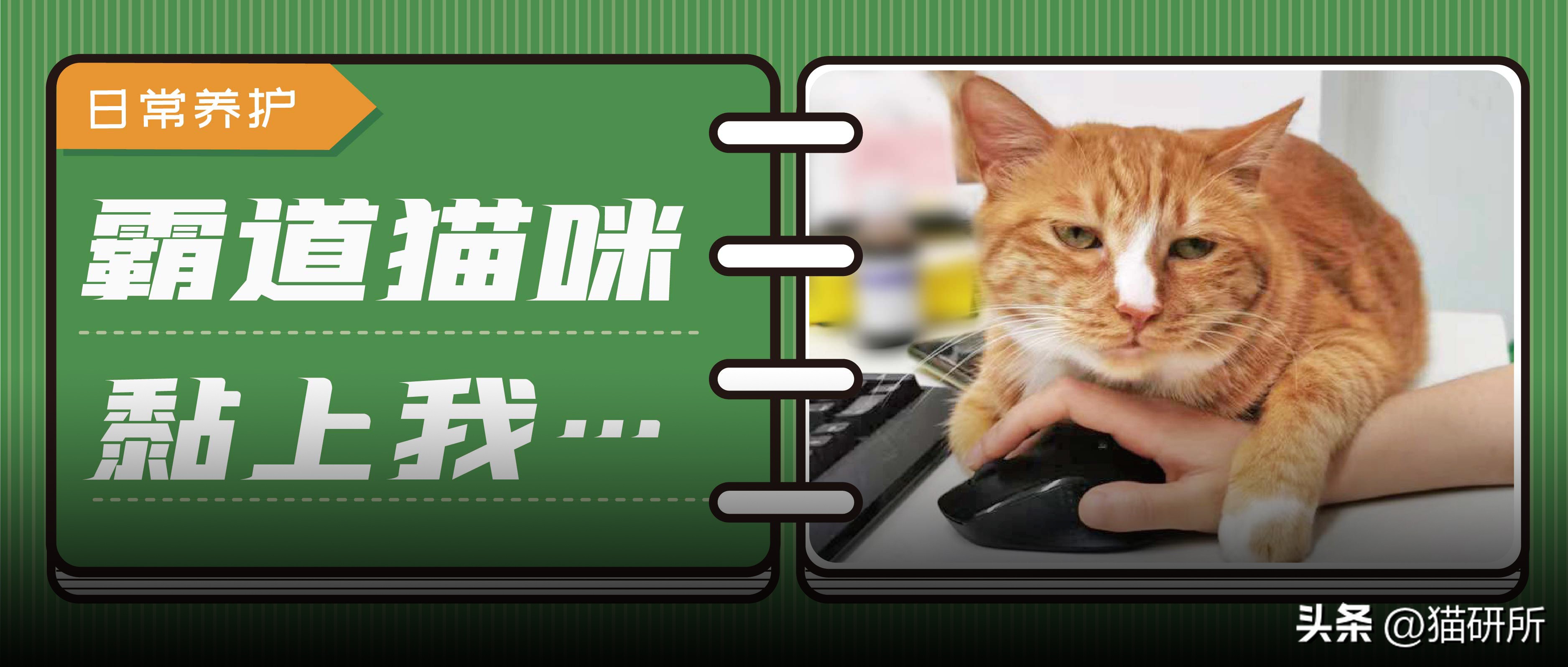 救命！猫咪太黏我了怎么办？