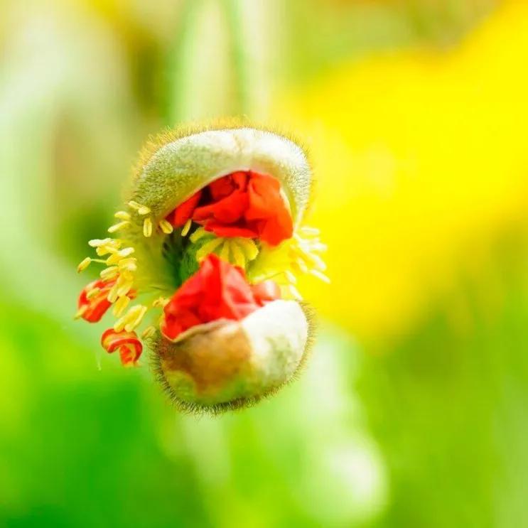春夏之交，越来越多的花含苞欲放，这一百种娇媚蓓蕾真是美不胜收