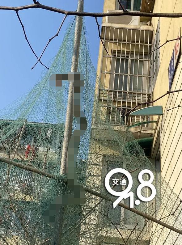 吓人3米长大蛇在小区晒太阳,罕见2.5米长眼镜蛇潜入室内