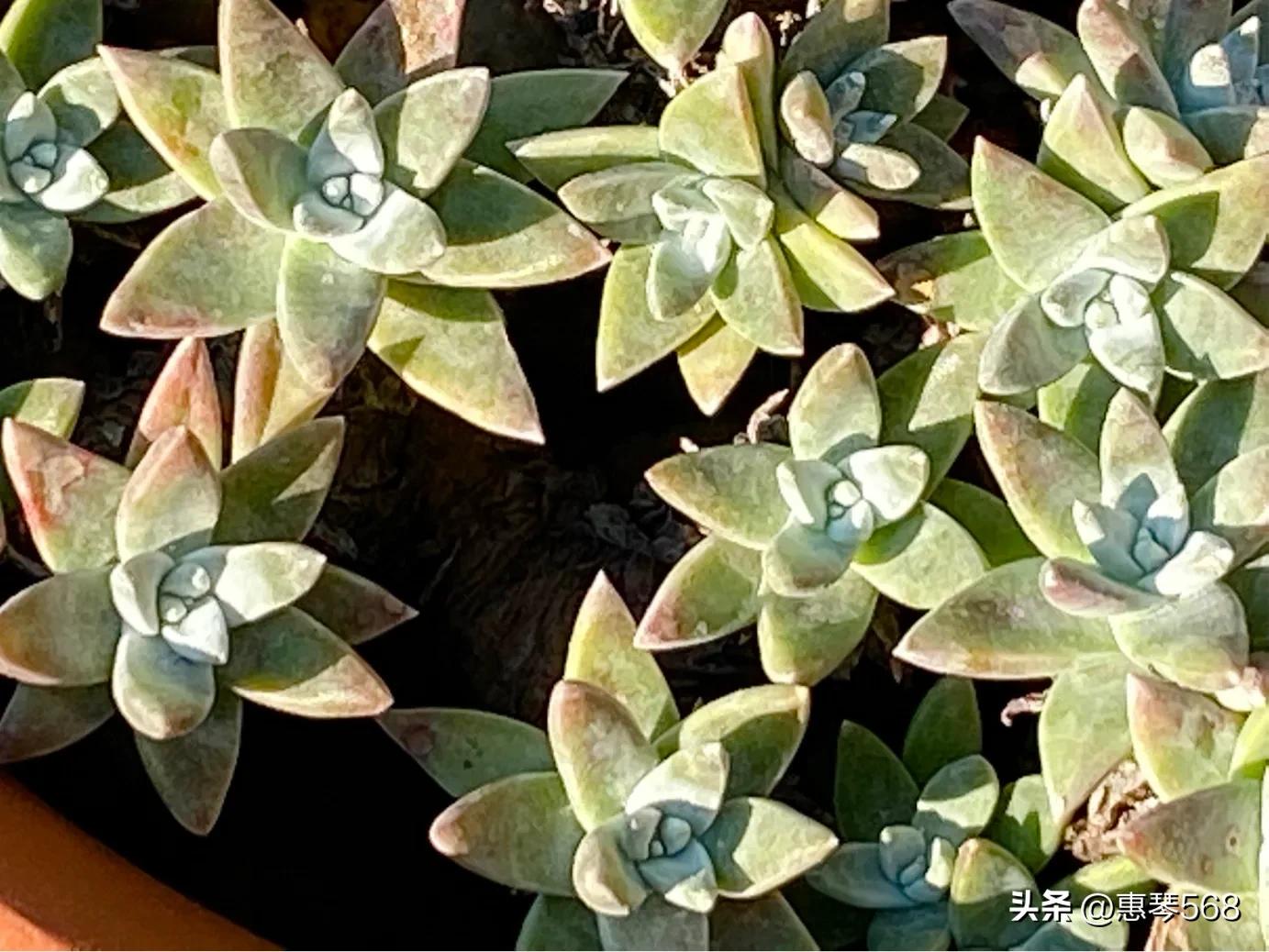 怎样养护多肉植物仙女杯,多肉仙女杯拍摄视频