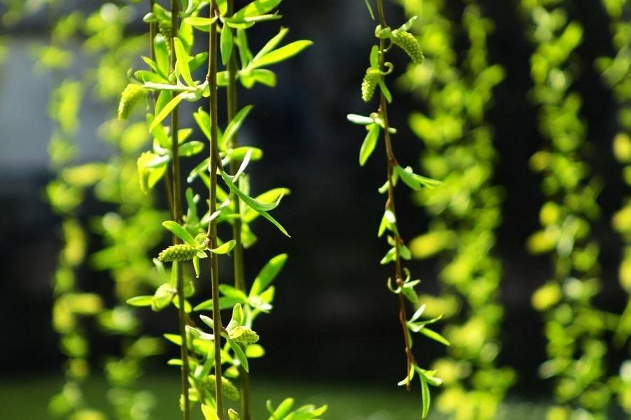 折柳寄情来自哪首古诗词,折柳寄深情