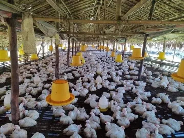 缅甸粮食涨价原因,缅甸玉米养殖成本