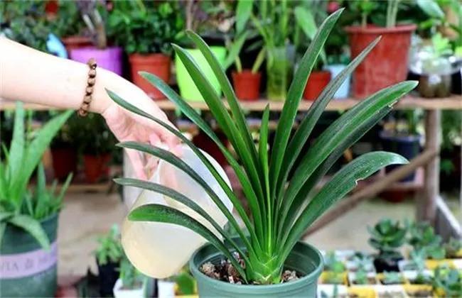 君子兰翻盆最好方法,君子兰如何翻盆和事后管理