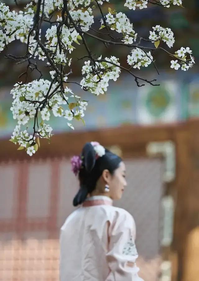 踏青看梨花的诗句,春游赏桃花七律诗