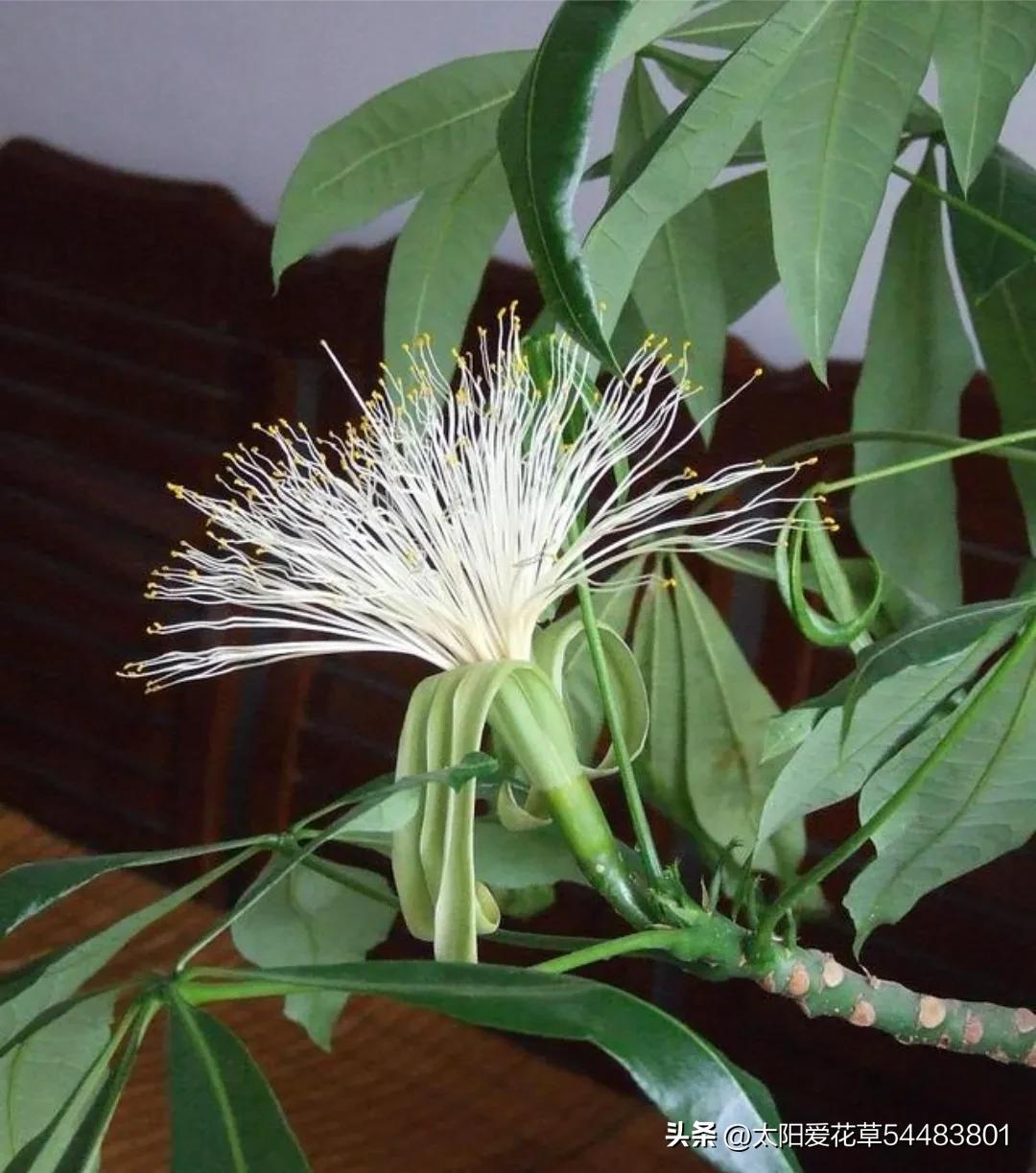 家养3种富贵花福气好运挡不住,家养三种花旺人旺家