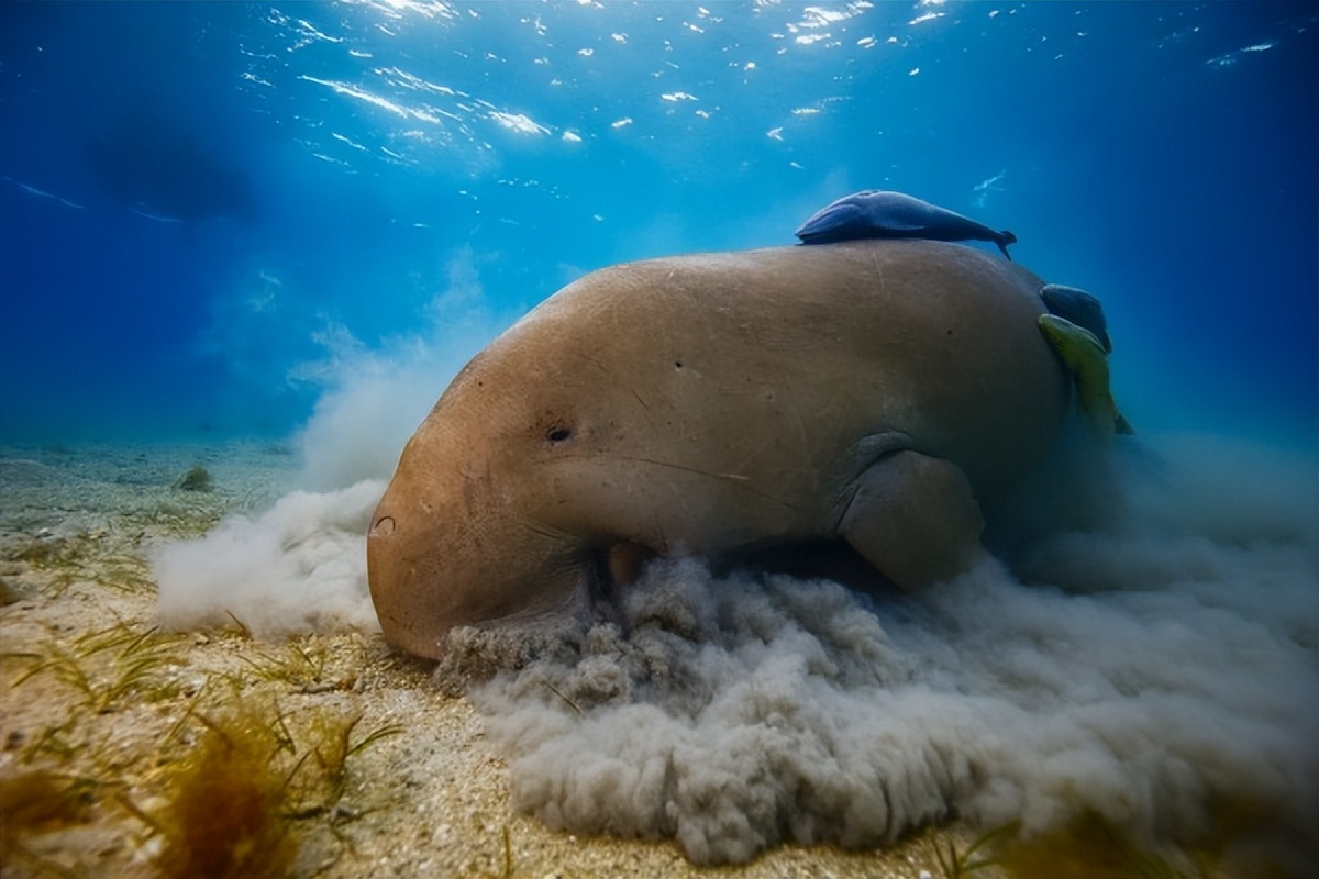 白鲟最后的踪迹白鳍豚,白鲟还有复活的可能行吗