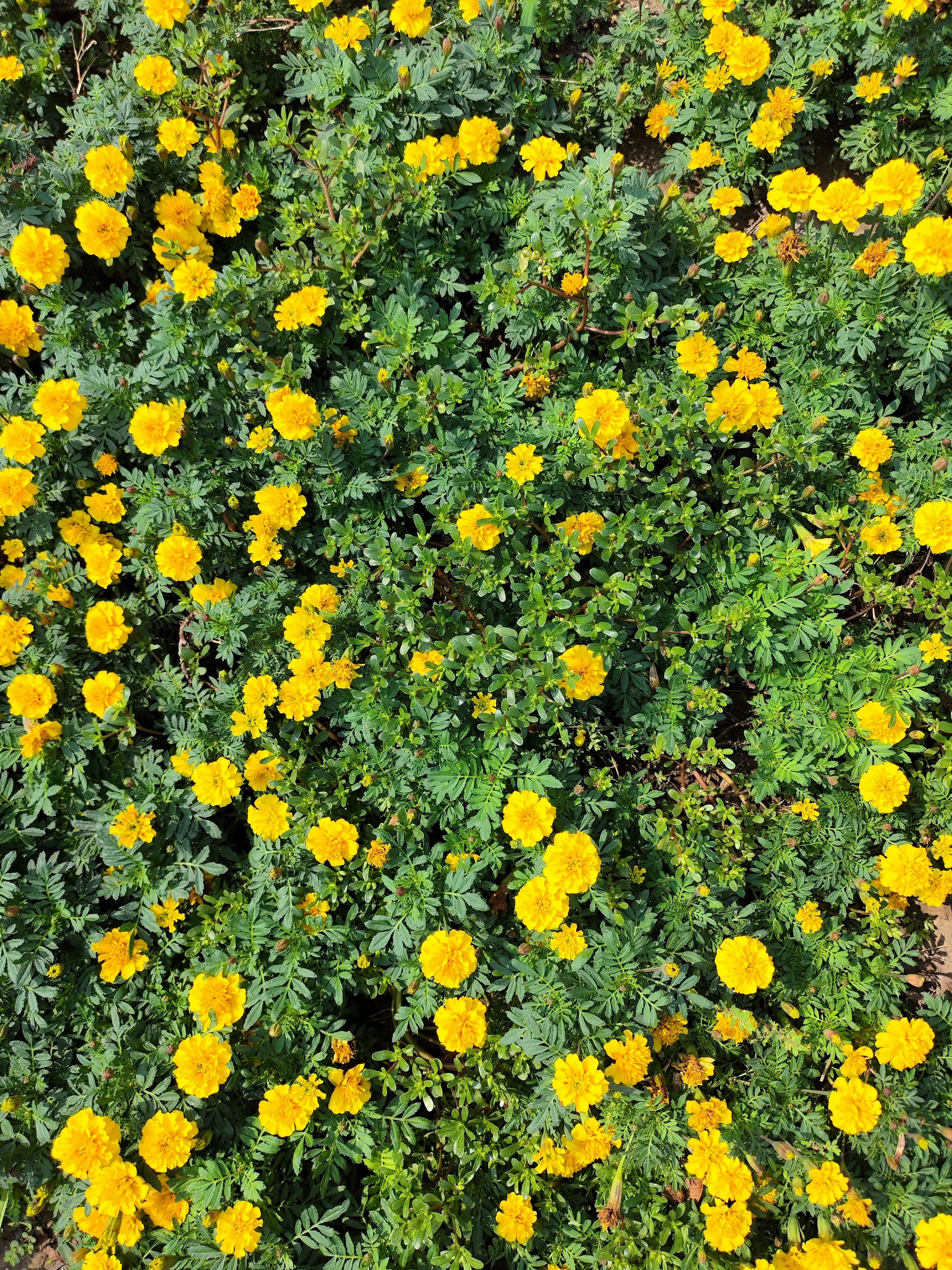 万寿菊大朵花,一束万寿菊