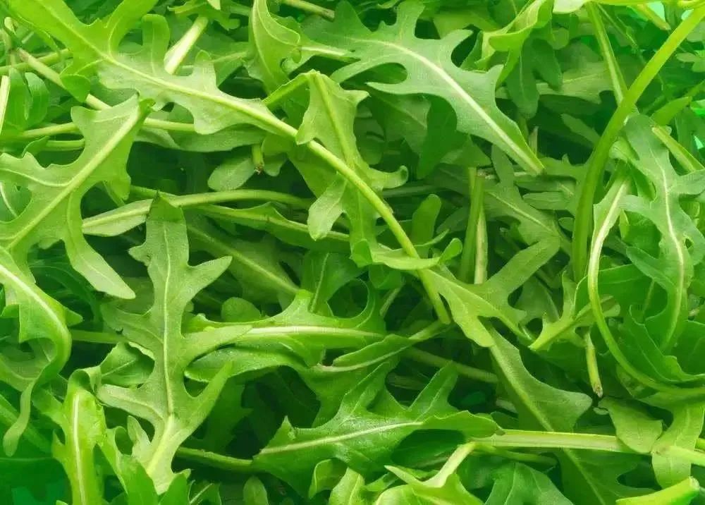 英国蔬菜价格最新行情,英国蔬菜沙拉视频