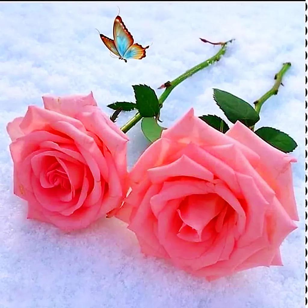 玫瑰是爱情的使者,玫瑰是每个女人的最爱