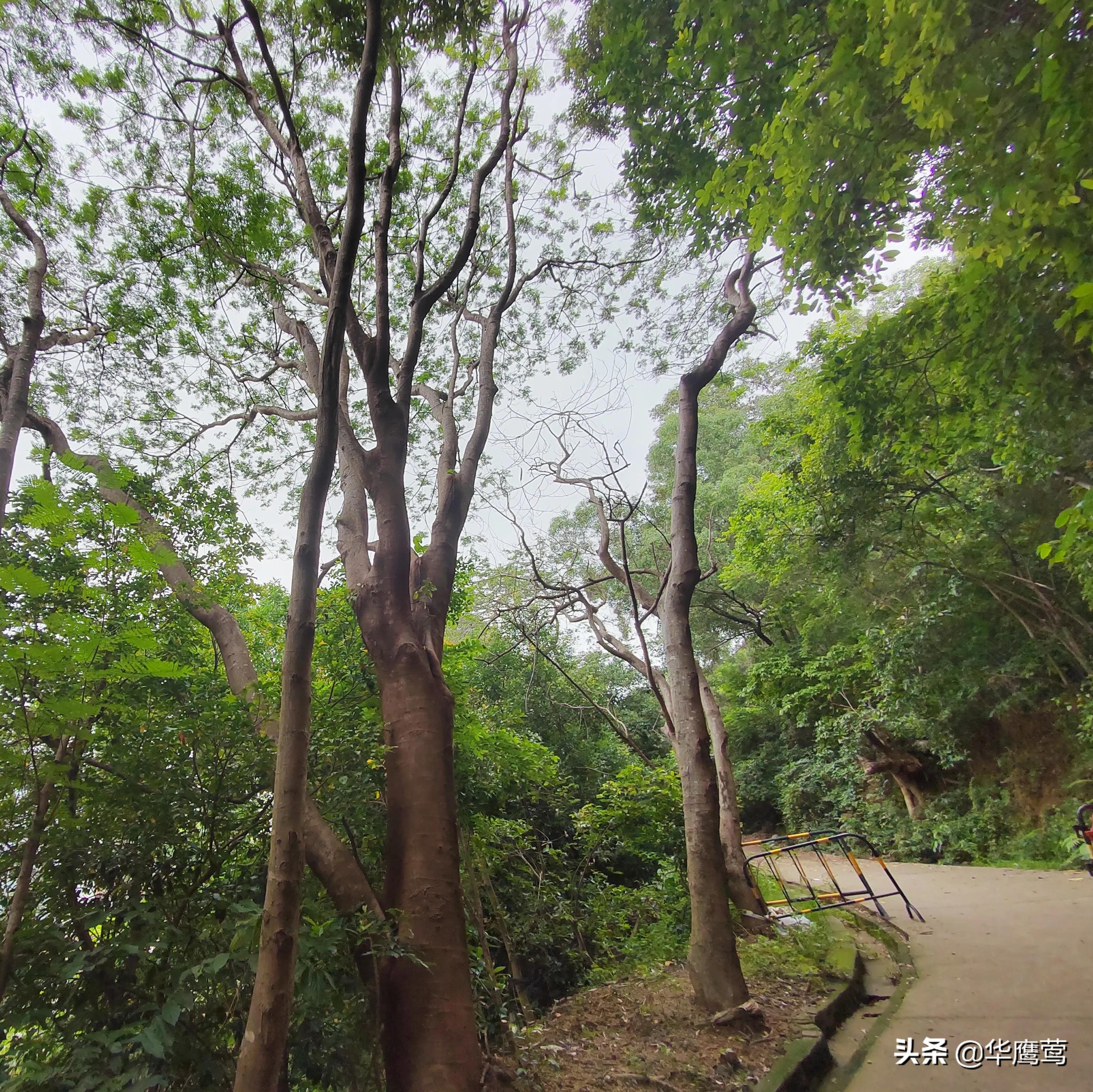 凤岗花园后面的原始森林