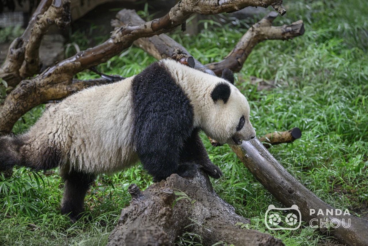 8个小时，他为“香香”按下了2000多次快门