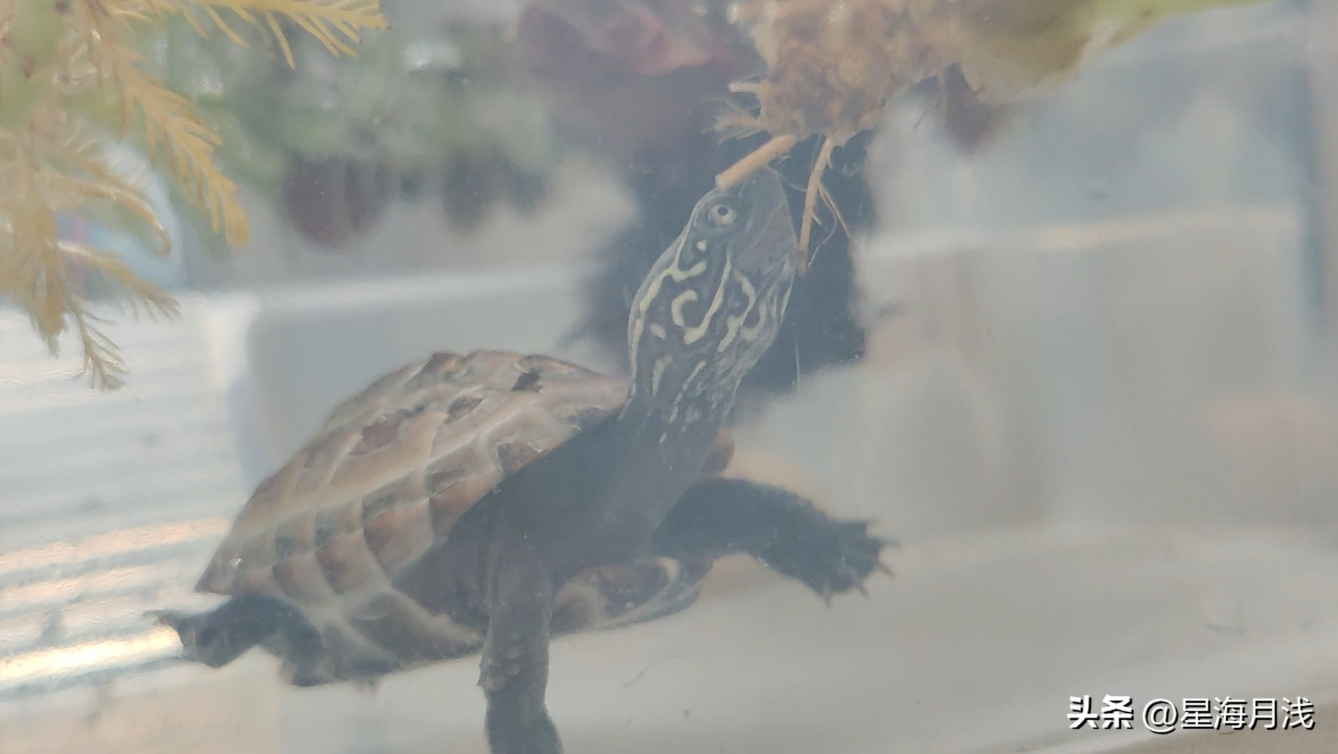 养乌龟食物每天喂多少,养龟日常乌龟有多耐饿