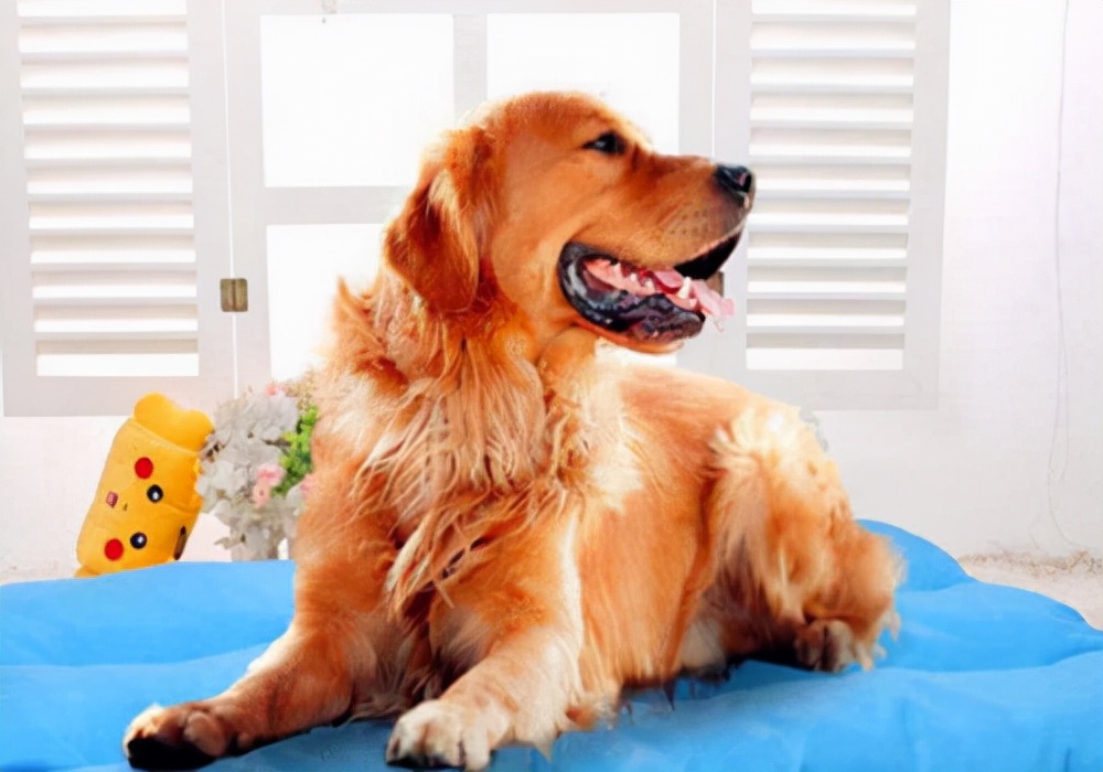 狗狗多大会来大姨妈，母犬第一次发情的护理方法参考