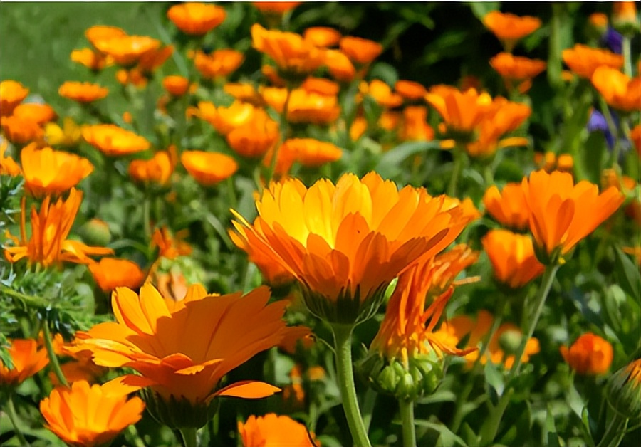 自制蟑螂克星轻松消灭家里蟑螂,家里有蟑螂的该怎么消灭蟑螂