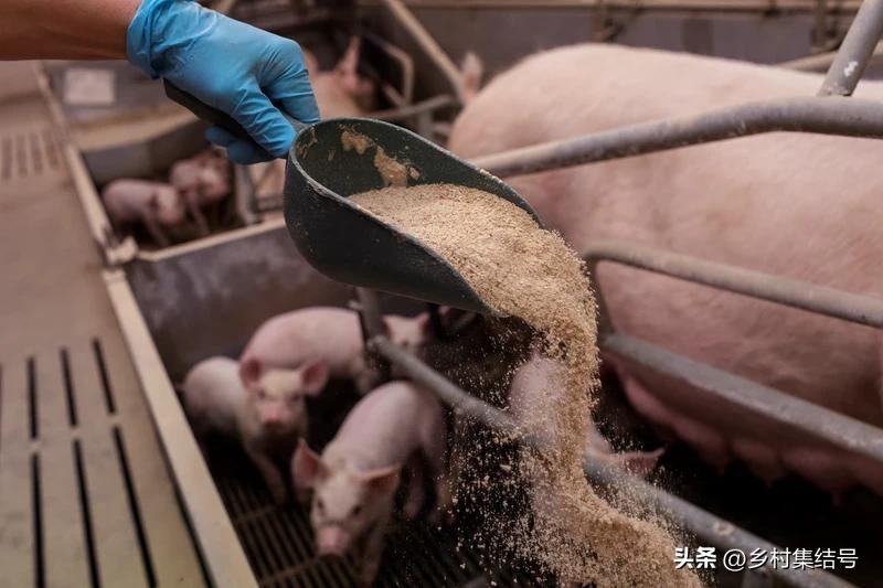 涓归害鐨囧閽荤煶鐨囧啝,涓归害鐨囧啝s绯诲垪