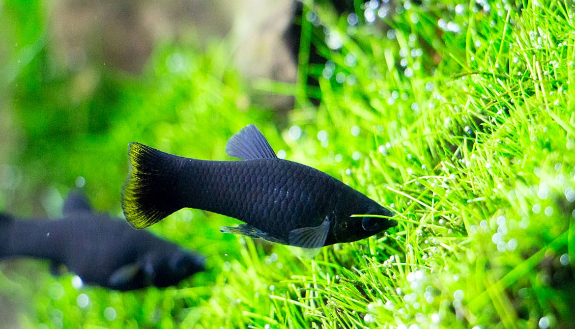 清洁鱼有什么用,冷清洁鱼有哪些