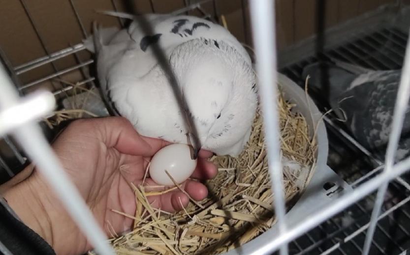 鸽子下软皮蛋怎么处理,鸽子为什么要下软皮蛋