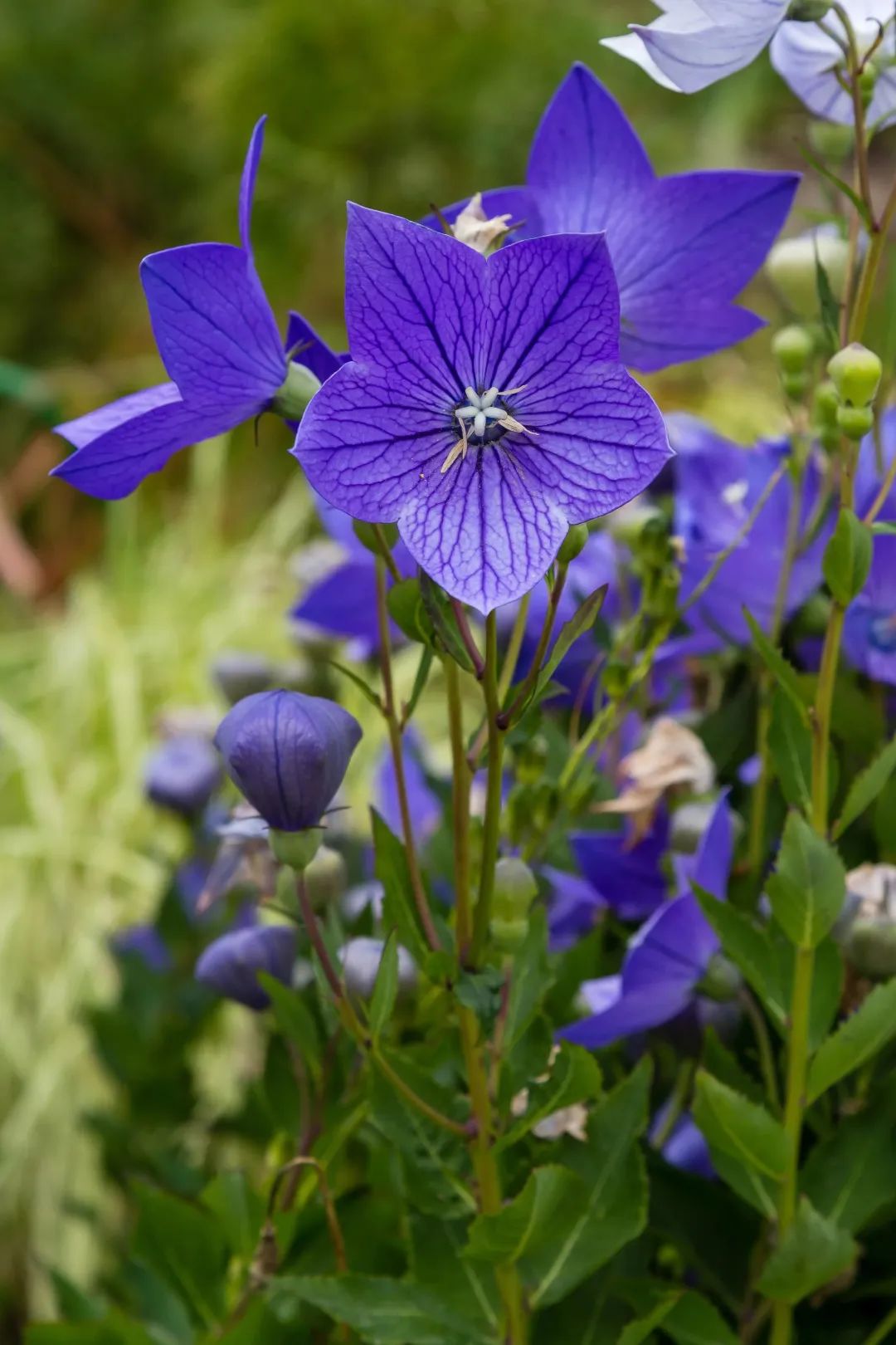 中医故事|我的父亲“袁先生”，我的中医启蒙老师