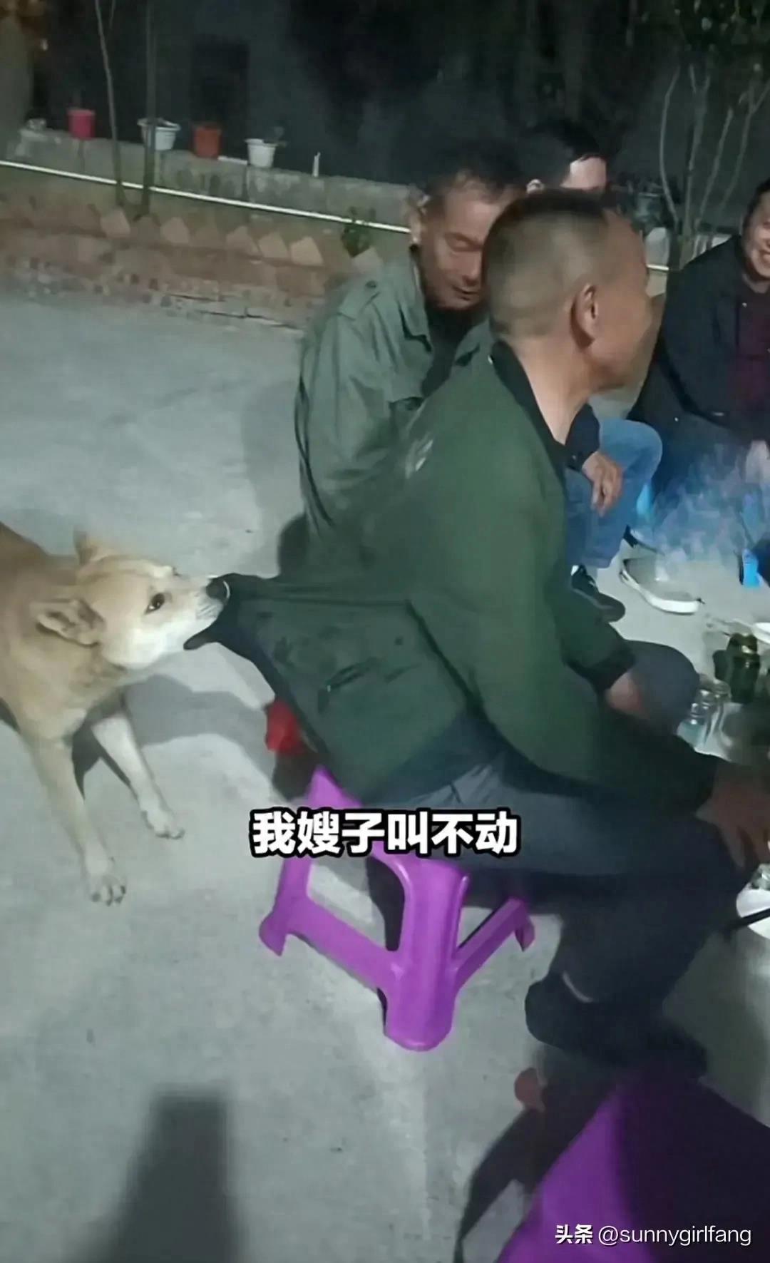 男子喝醉跟狗狗劝酒,男子喝酒时狗狗拽衣服劝其回家