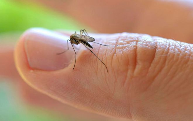夏天蚊子太多教你一招解决,家里蚊子多不用慌教你个土方法
