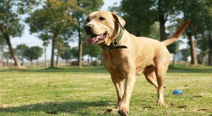 拉布拉多犬优缺点分析视频,咖啡色拉布拉多犬优缺点