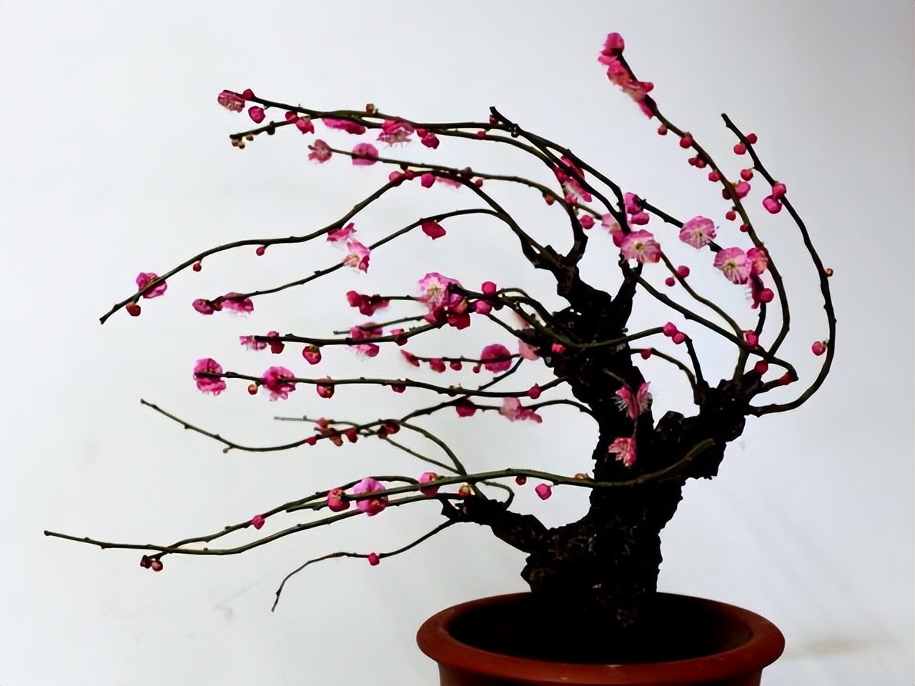 卧室适合放哪种花,室内净化空气的花卉