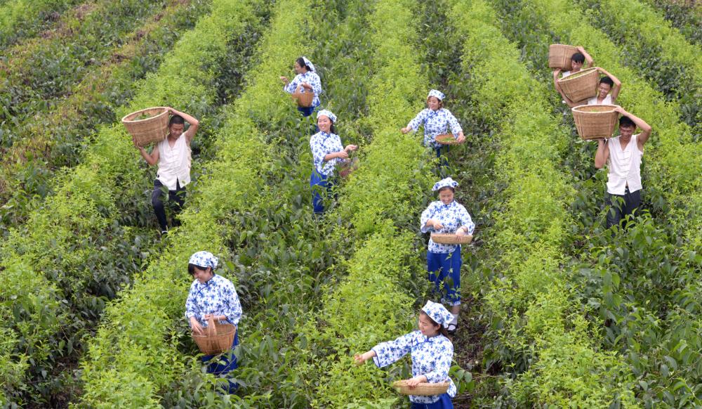 广东老板放弃皮革生意，靠“壮阳树”年入千万，一张树皮卖千元