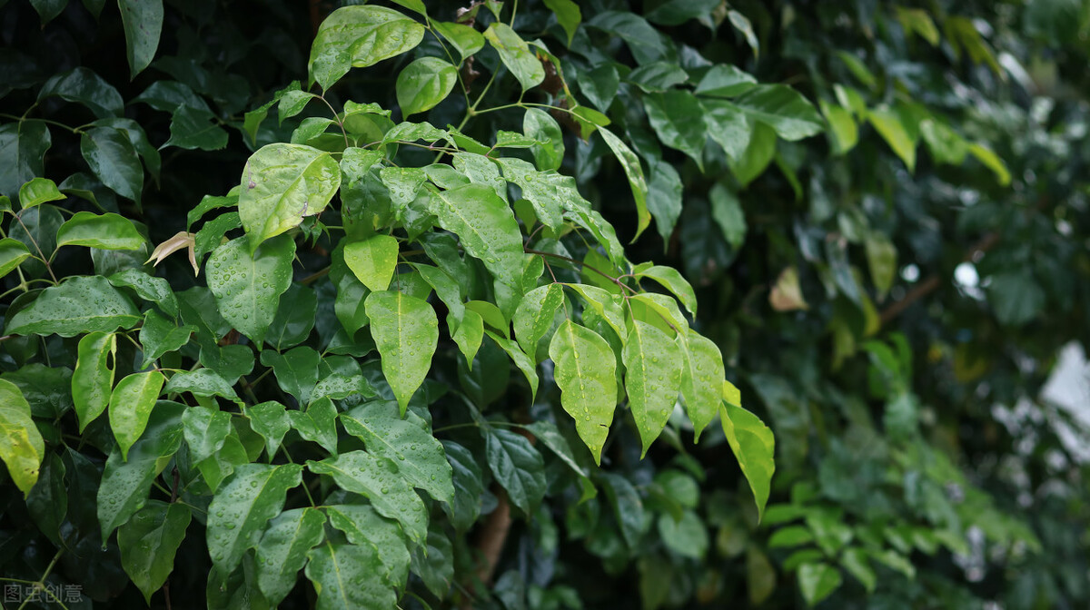 好养的植物小型图片和养殖方法,最好养的10种种植物