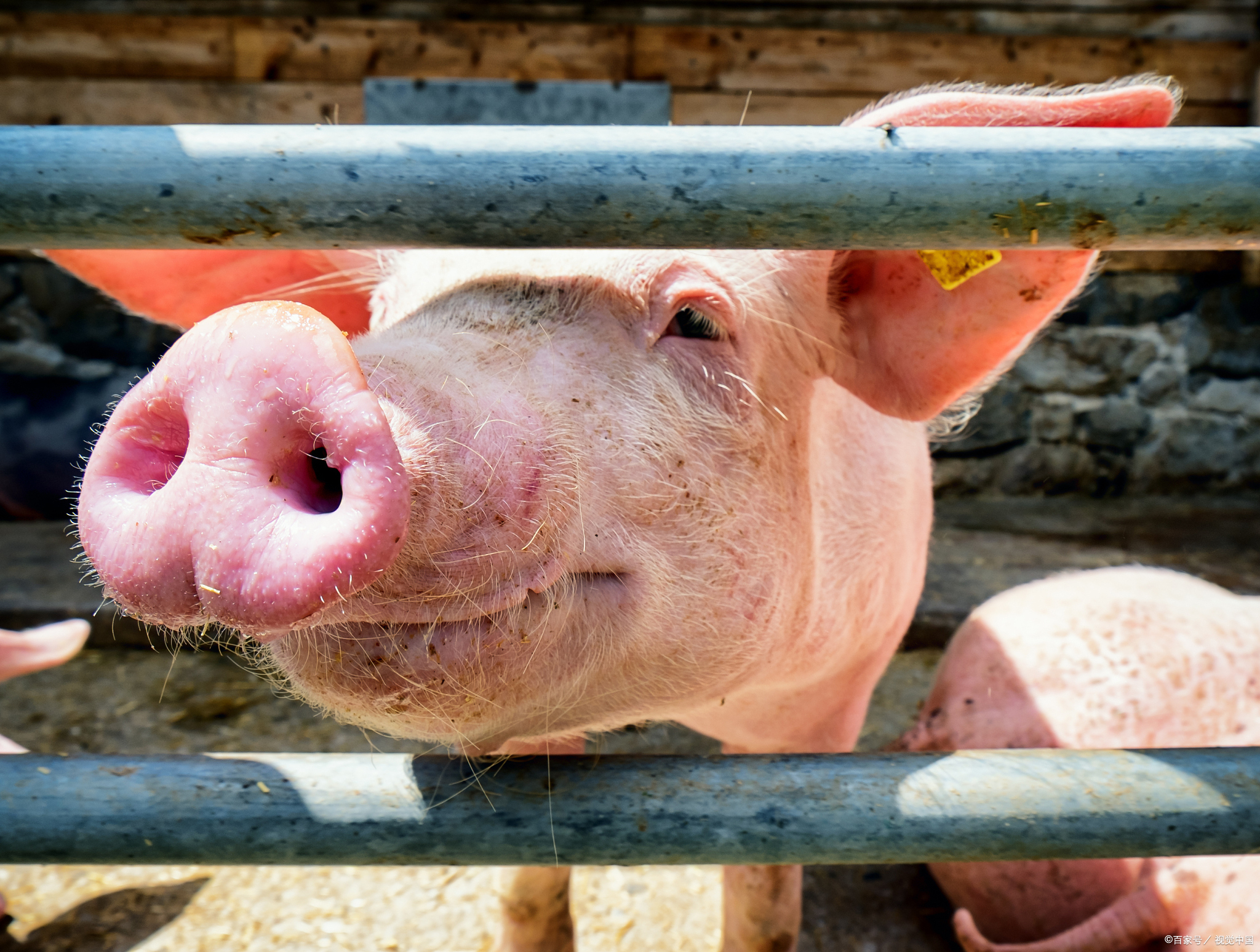 大猪得了口蹄疫蹄子溃烂怎么治疗,猪口蹄疫引起的腹泻怎么治疗