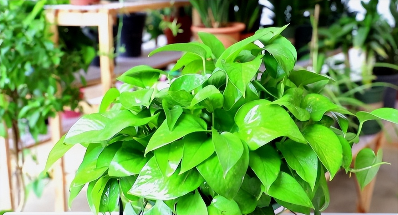 绿萝怎么养才能更旺盛浇什么水,绿萝水养的方法和注意事项