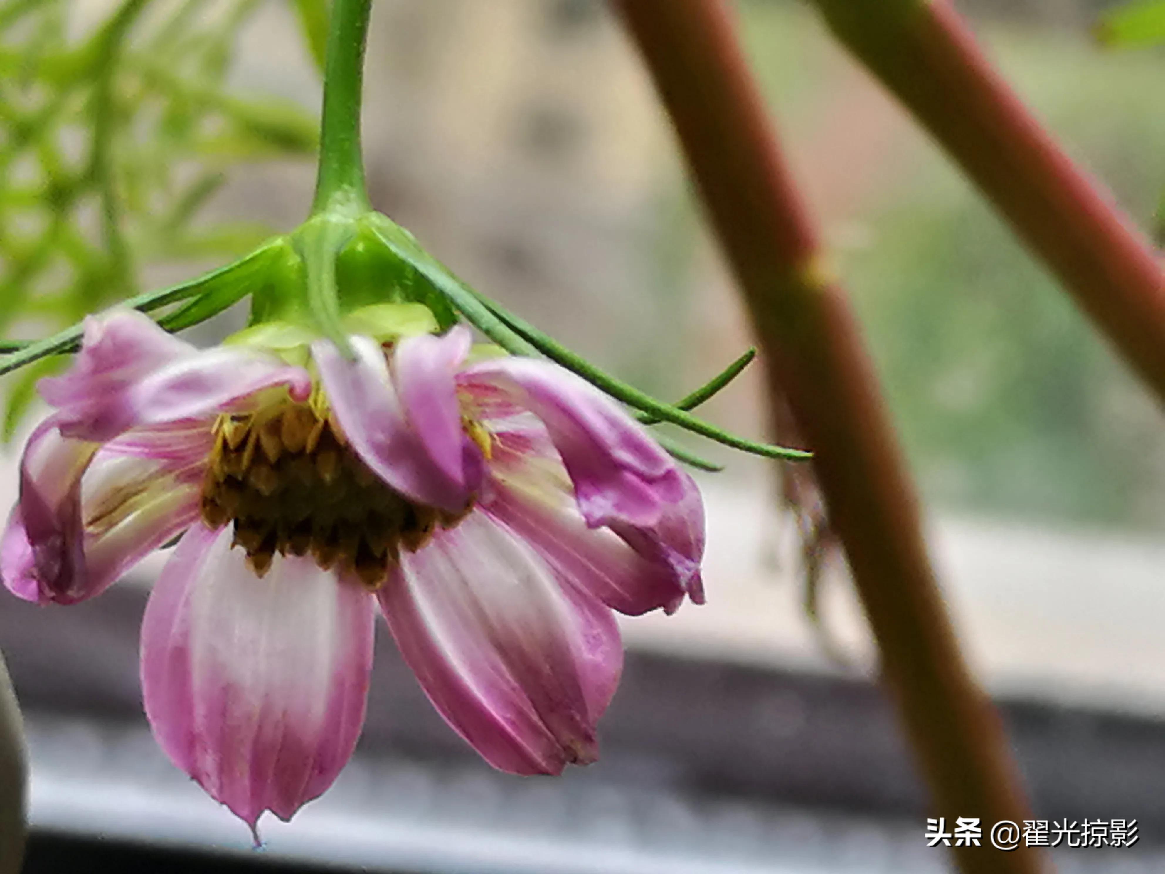 波斯菊坚强,波斯菊的秘密